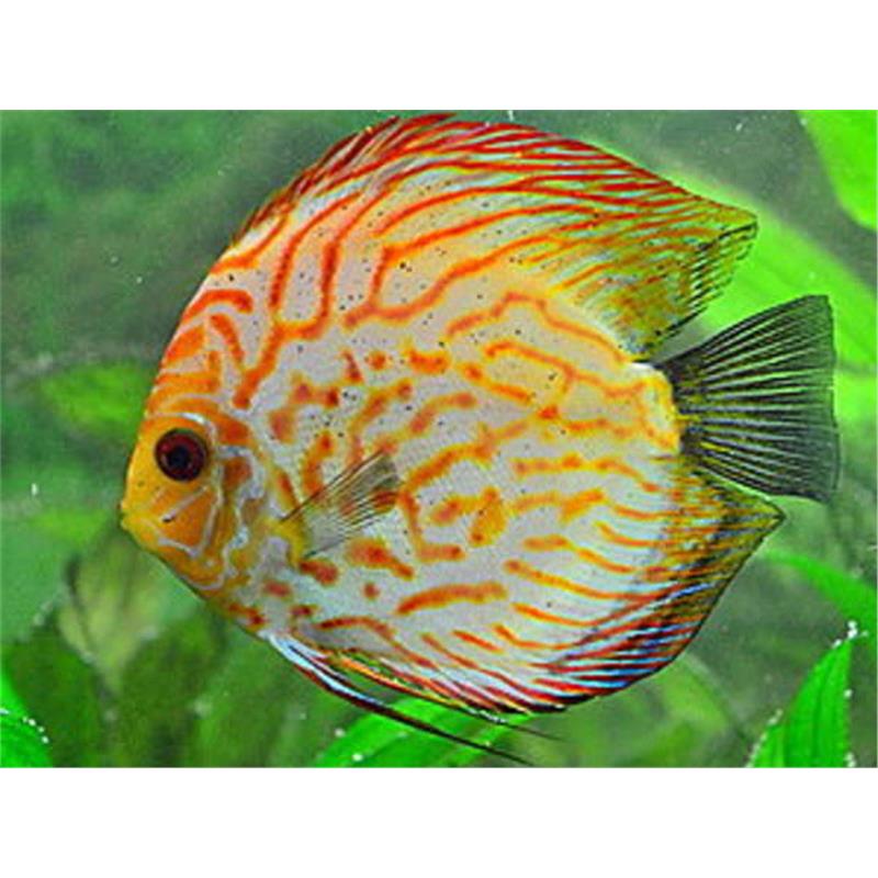 Symphysodon leopard albino - imagine 3